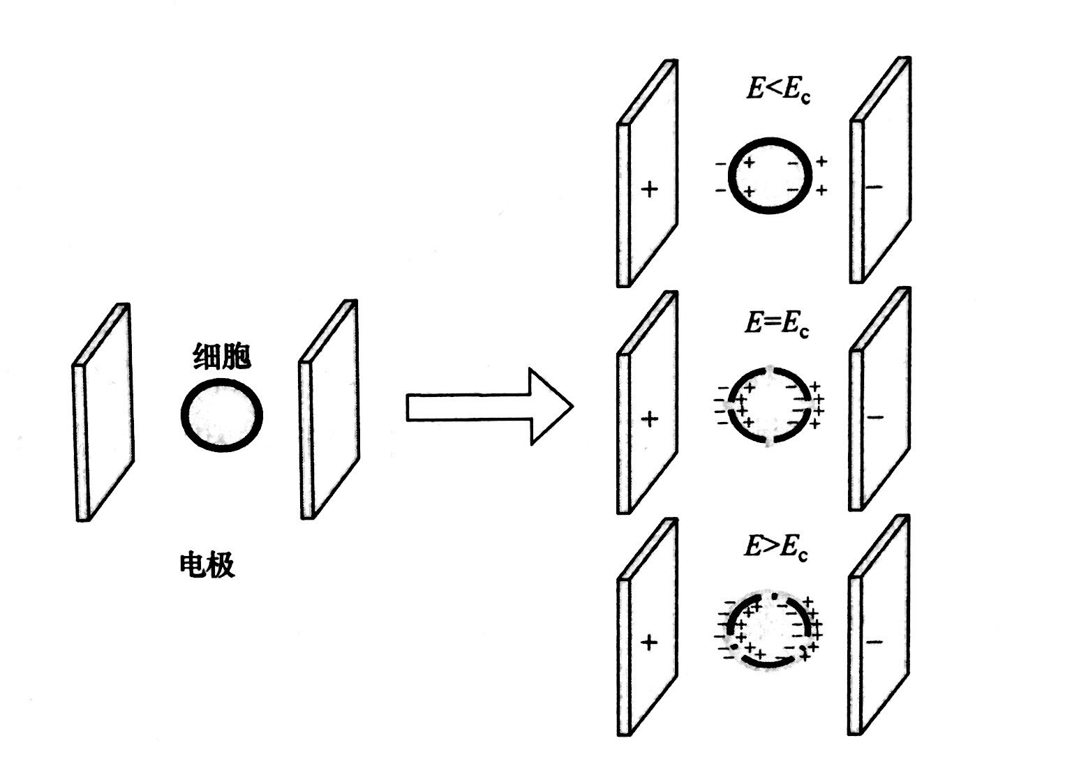 PEF等离子处理的基本原理和典型模型，羞羞网站在线看等离子体清洗机介绍